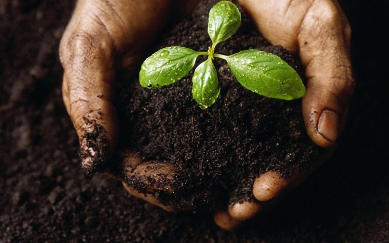 coffee as organic soil fertilizer