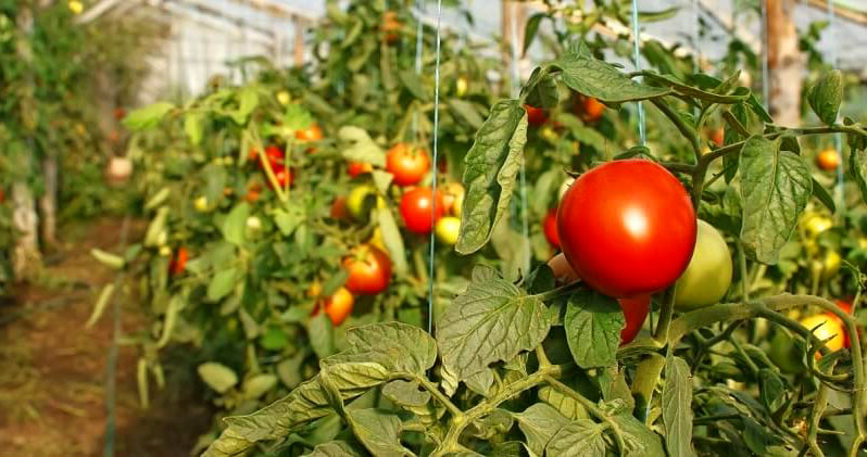 dependence of harvests from environmental factors of the greenhouse