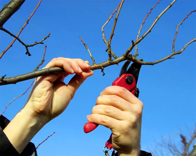 pruning trees tips