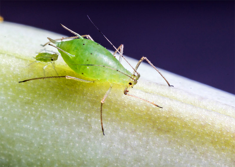 aphid greenhouse pests