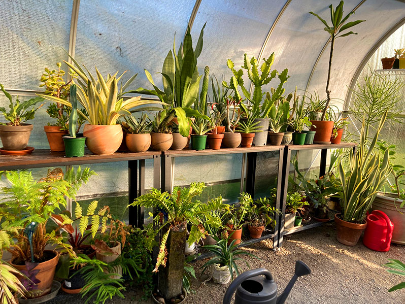 Greenhouse gardening tips