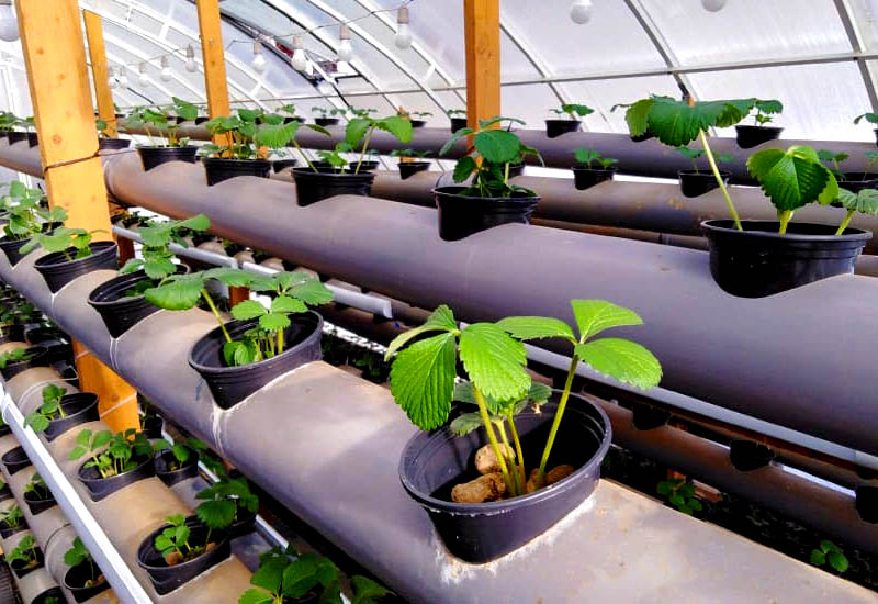 hydrophonic greenhouse gardening