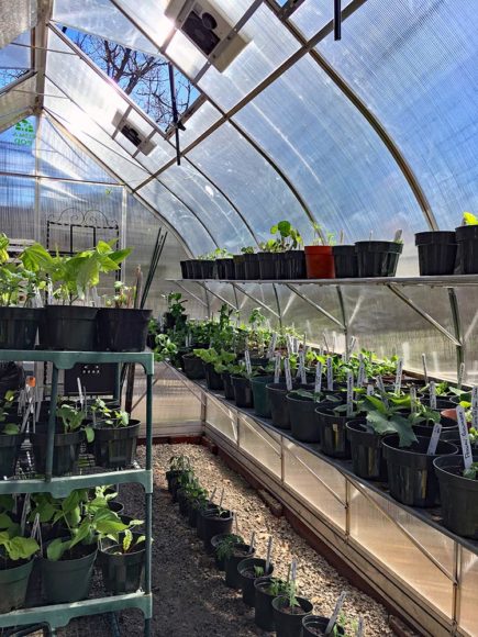 Climapod Virtue 9x14 Greenhouse photo from customer review 2019