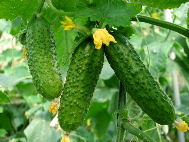 growing cucumber in winter greenhouse