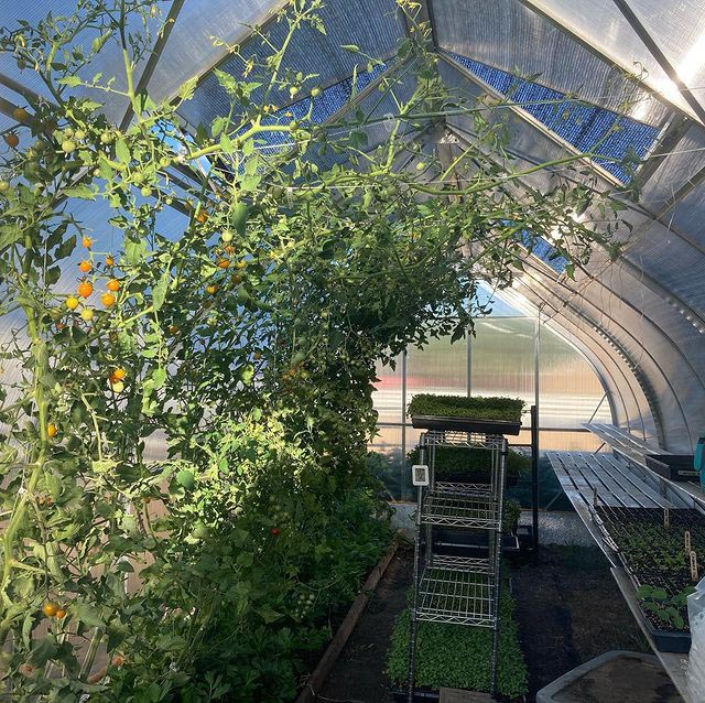 Tomatoes Growing in ClimaPod Passion
