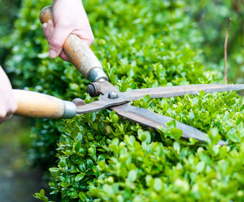 Pruning of ornamental trees and shrubs in June