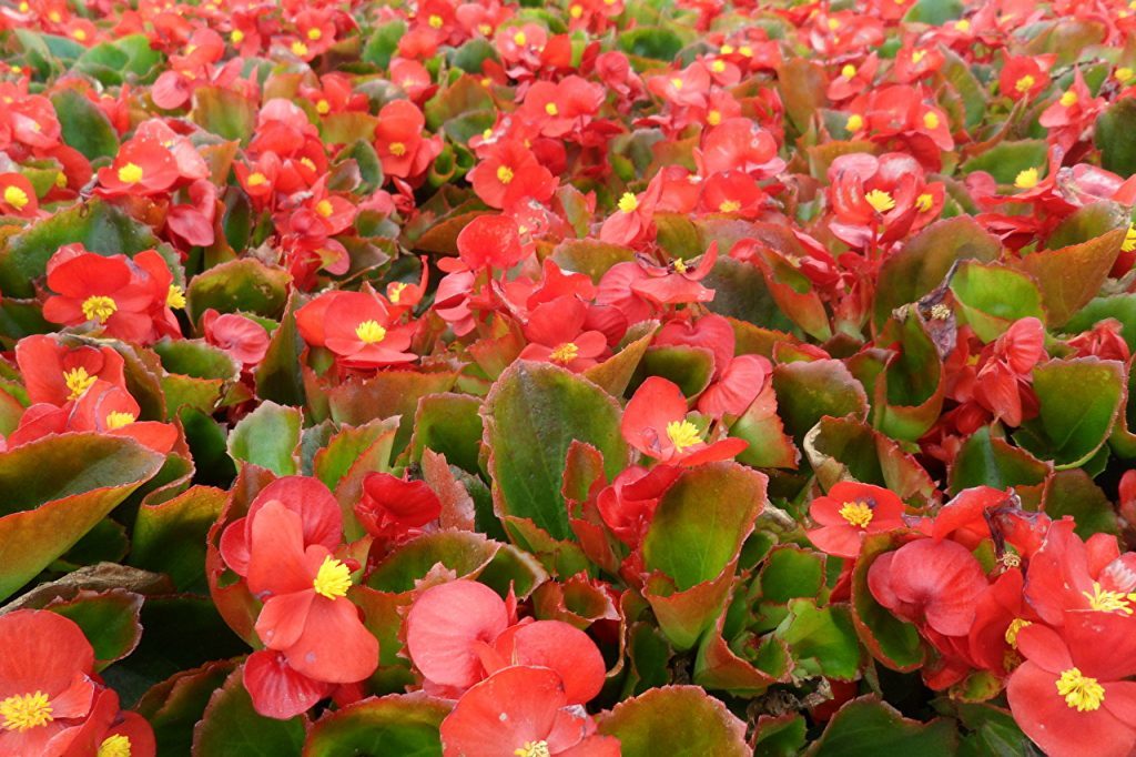 begonias in a home greenhouse