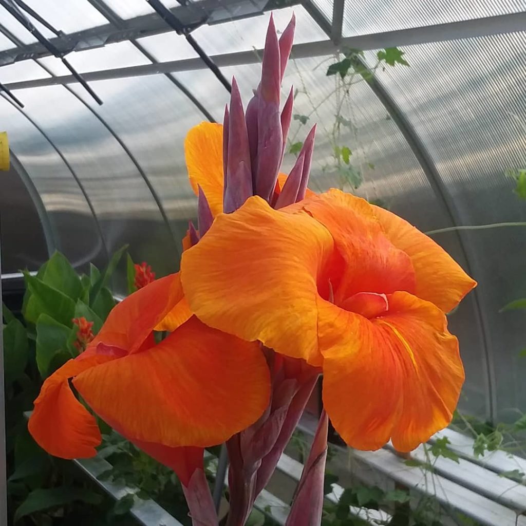 flowering in ClimaPod Greenhouse - photo from one of our happy customers