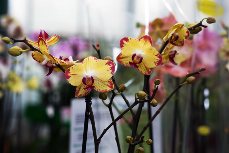 orchid flower in greenhouse