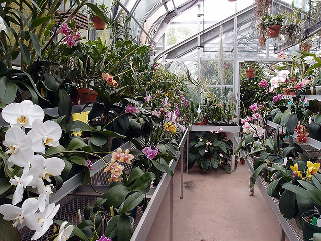 growing orchids in a greenhouses