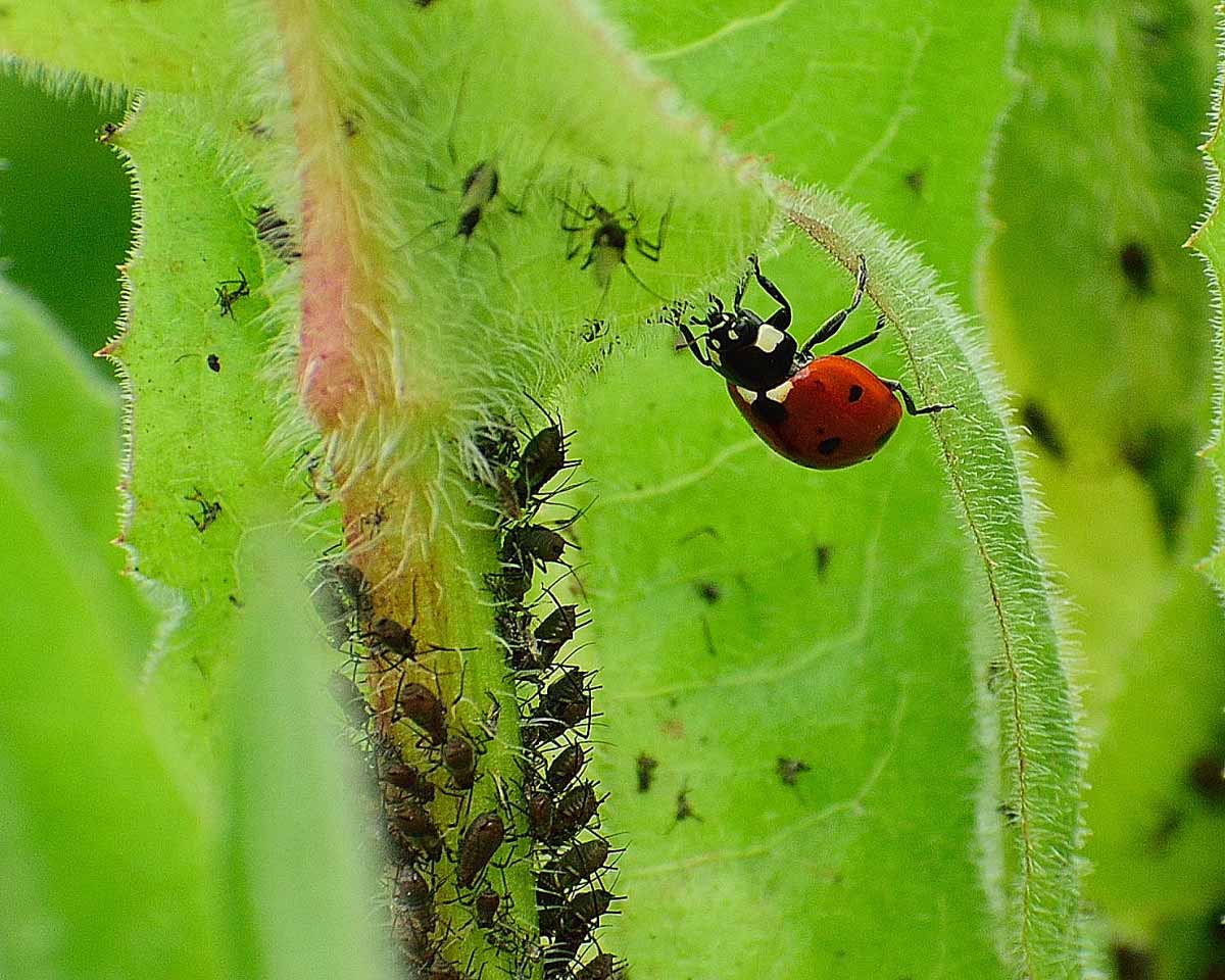ladybugs feed on aphids