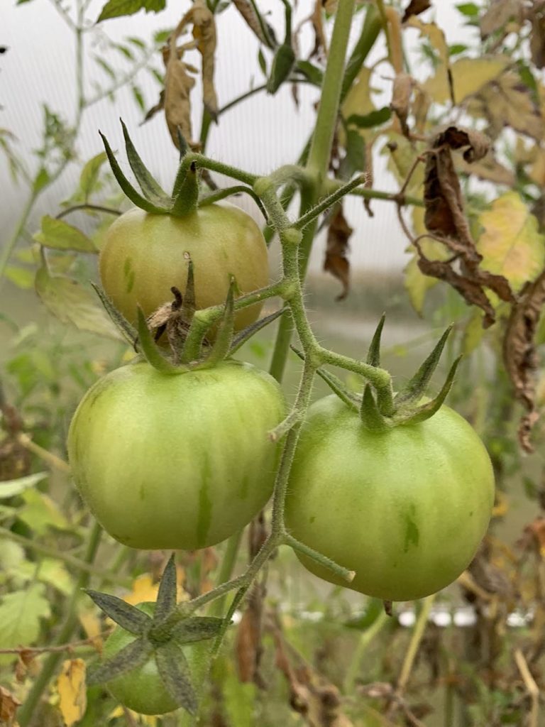 Growing Vegetables: tomatoes growing in winter greenhouse