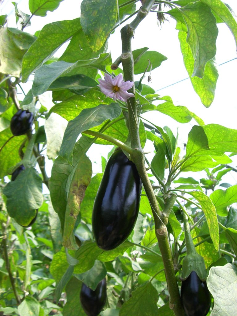 growing eggplant in vegetable greenhouse kits