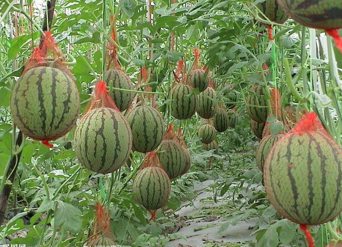growing watermelon in the greenhouse