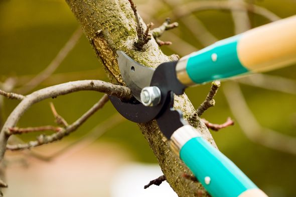 The blade of the pruner should be in the direction to the tree