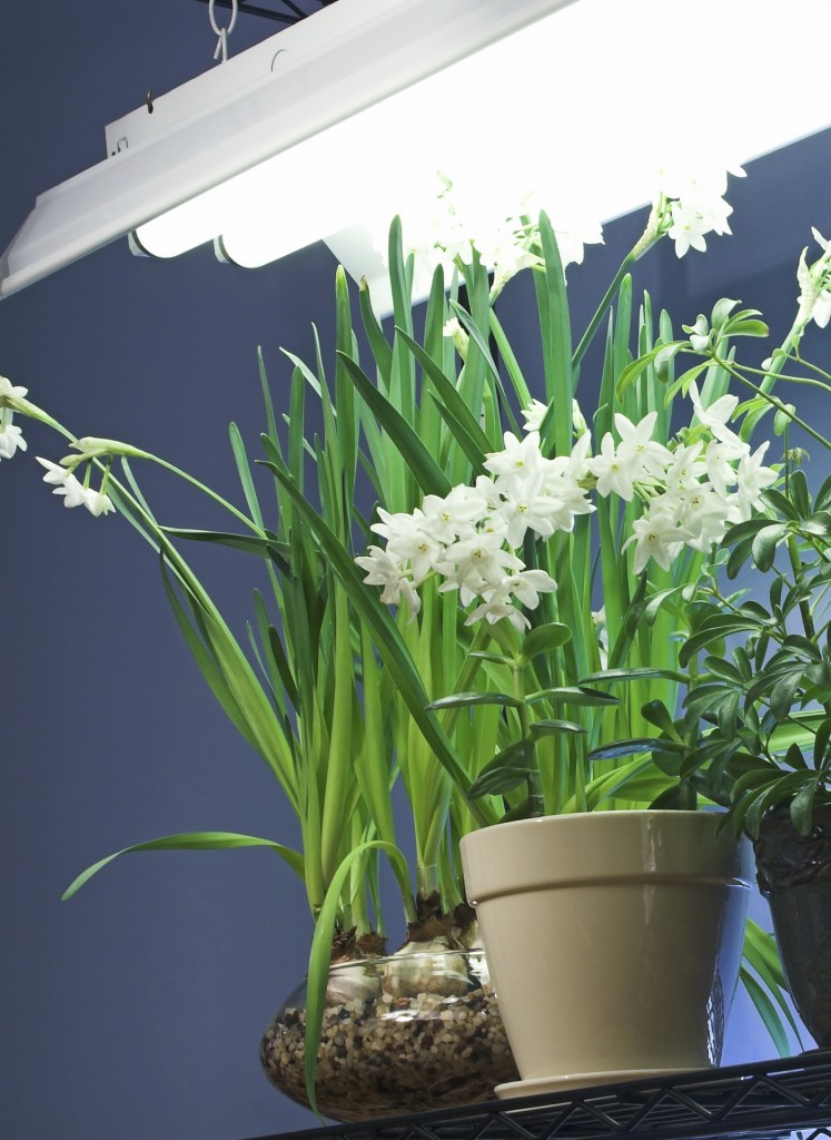 Fluorescent Lighting For Indoor Gardening