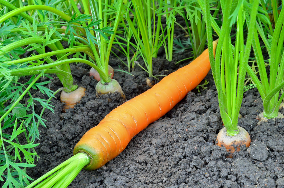 cultivating carrot in the vegetable greenhouse