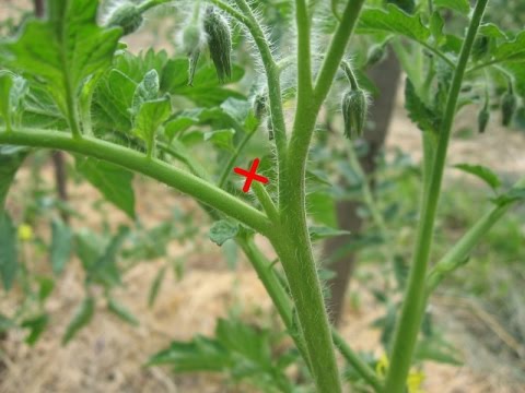 Garden Jobs in June: Tomato Stepsons Removing
