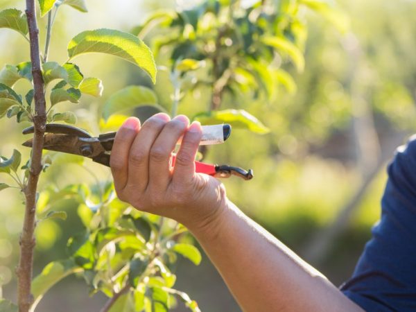 Fruit Pruning Tips in June