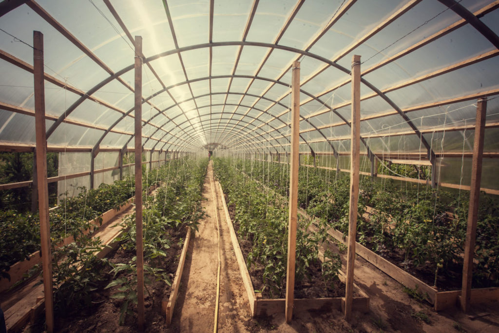 large farm greenhouse