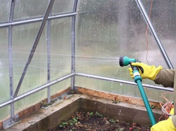 It is convenient to use a hand-held garden sprayer for sanitizing the walls in the greenhouse. 