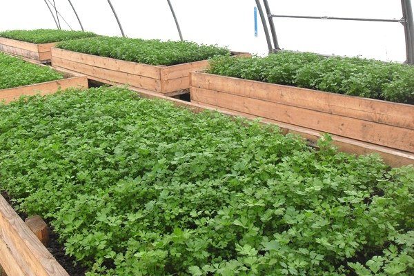 growing parsley in a greenhouse