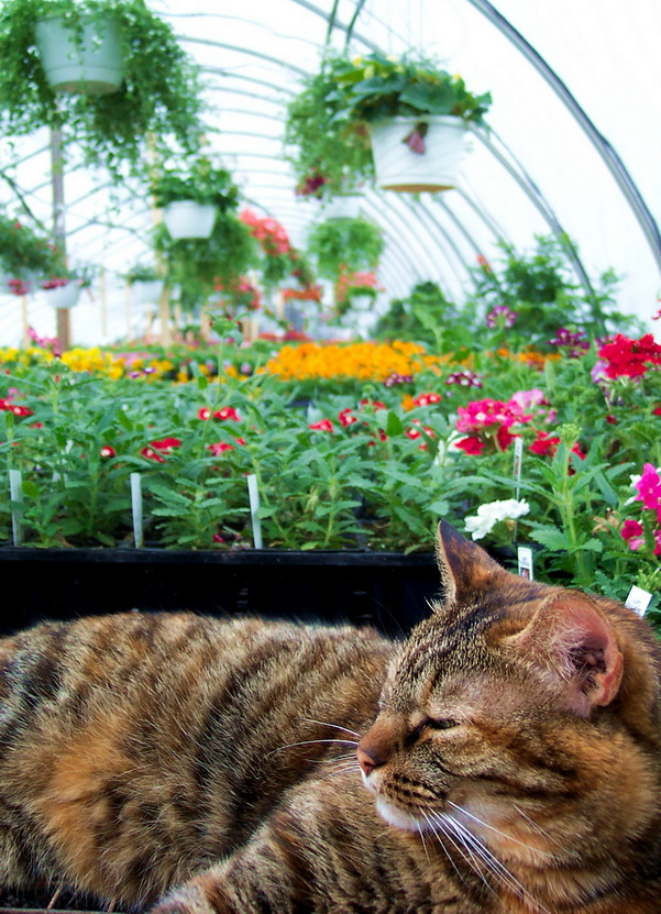 flowering in the greenhouse