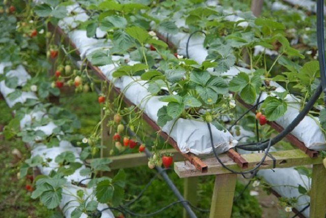 Growing strawberries in polyethylene packages in a horizontal way