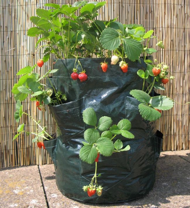Growing strawberries in plastic bags in a vertical way