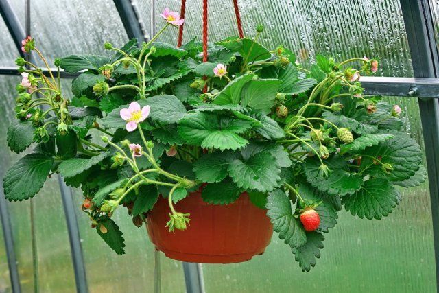 Greenhouse cultivating strawberries in pots