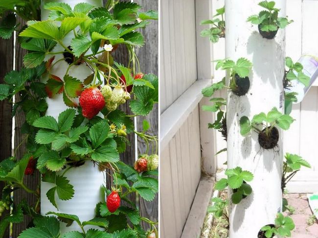 Vertical greenhouse strawberry cultivation in PVC pipes