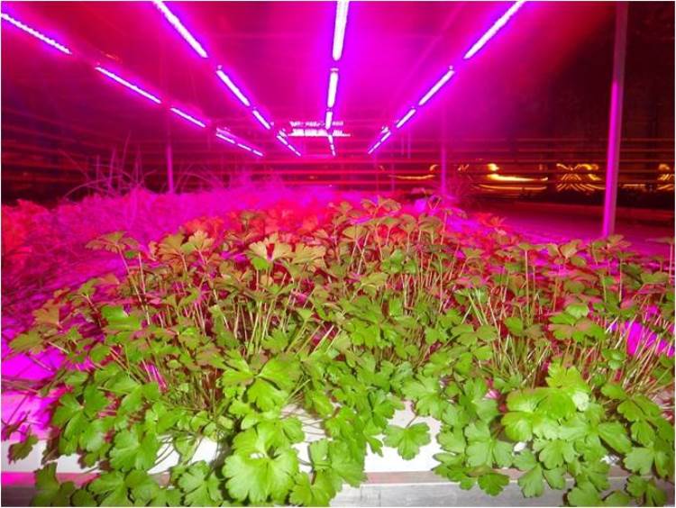 phyto-active greenhouse illumination