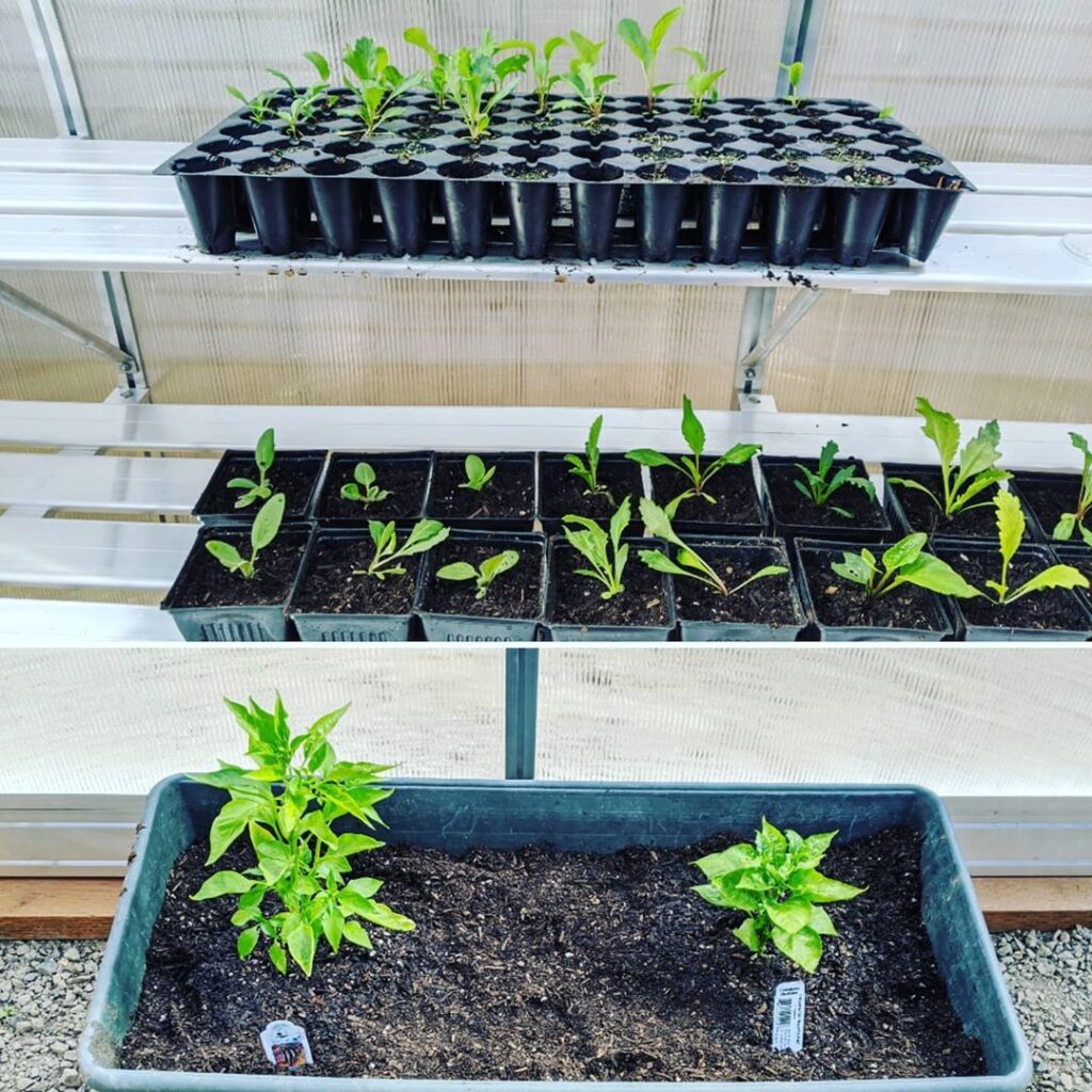 Growing seedlings in a Climapod greenhouse with shelvings