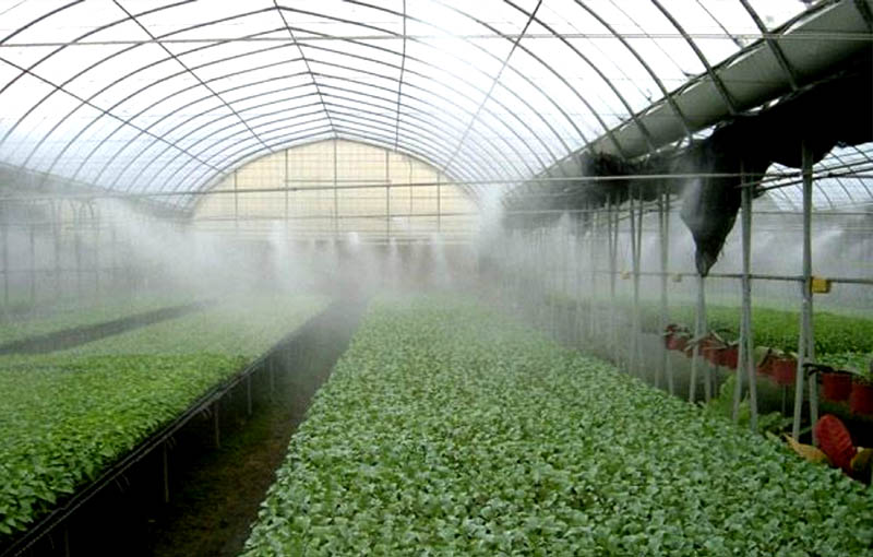 Rain Irrigation in the Greenhouse