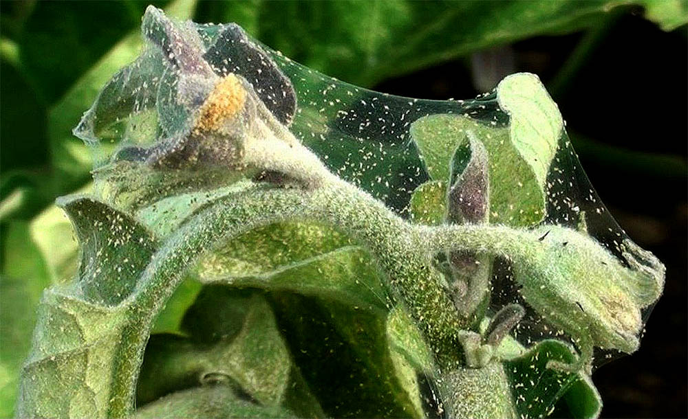 Dealing with ticks: how to get rid of pests in the greenhouse