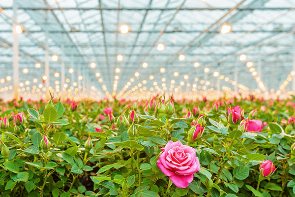 roses in a greenhouse