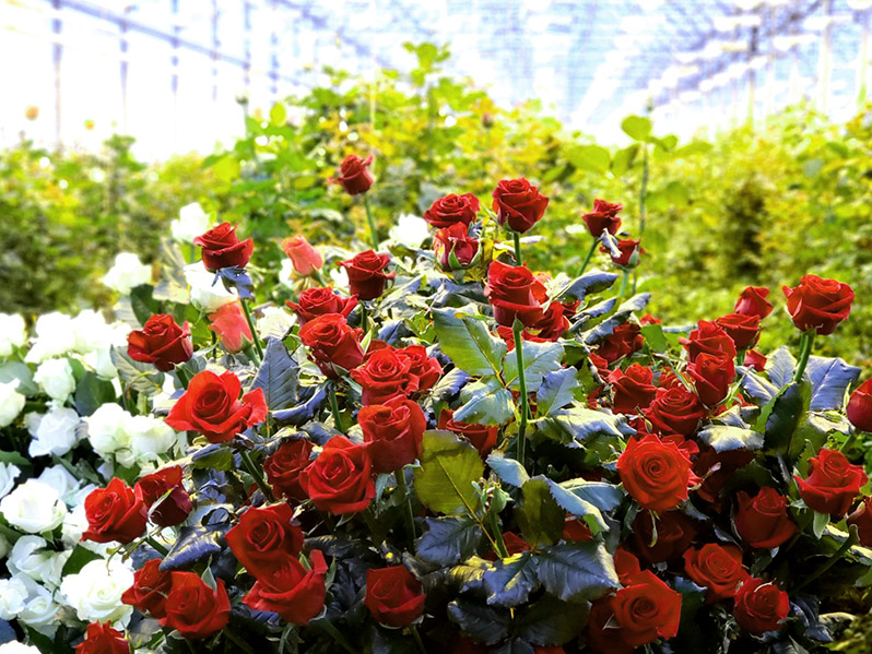 how to grow roses in the greenhouse