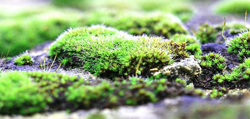 How to get rid of moss in a greenhouse