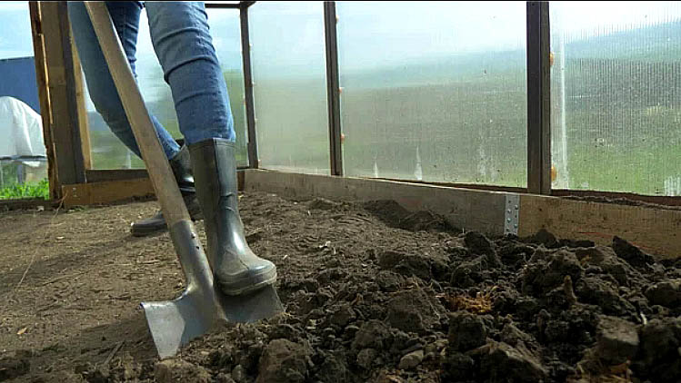 Dig up the soil in the greenhouse in October