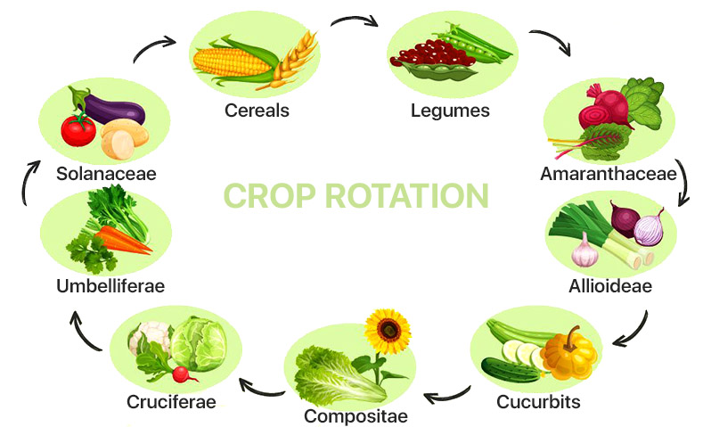 Crop rotation plan