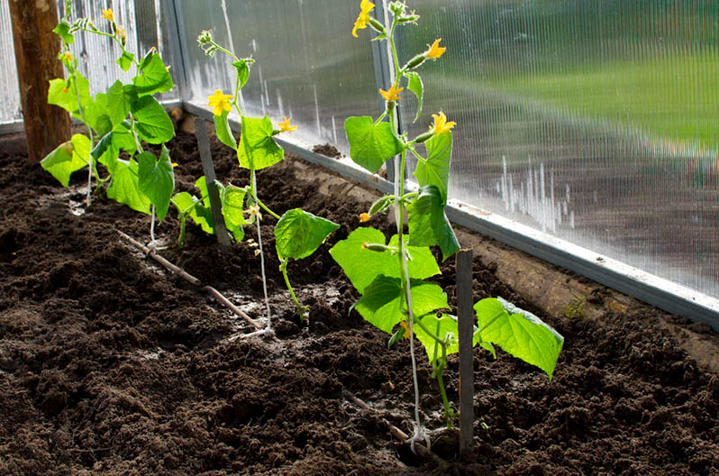 growing cucumbers in a polycarbonate greenhouse
