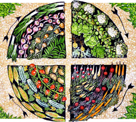 Crop Rotation Or Which Plants After Which To Grow In The Garden