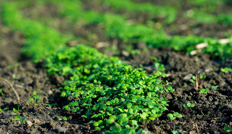 What green manure to sow in the fall
