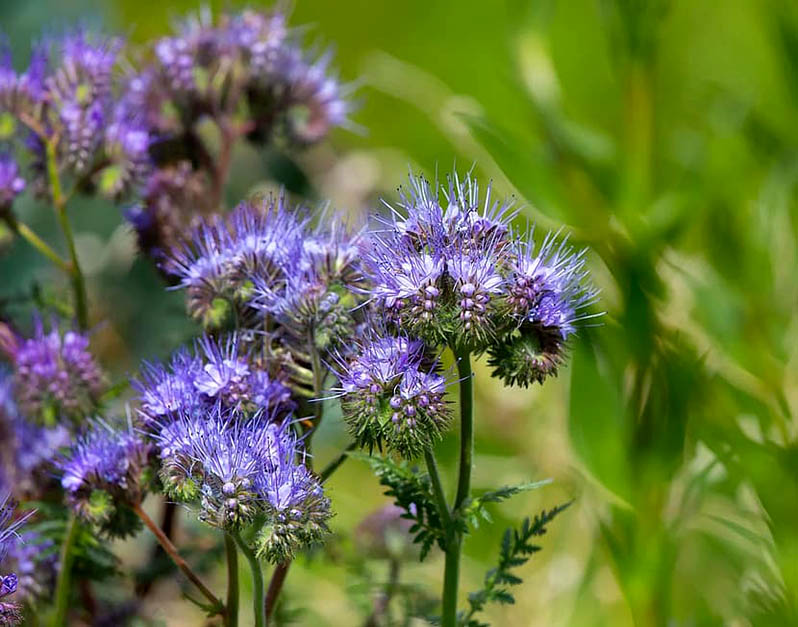 sow the phacelia in the fall