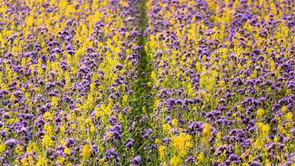 green manure crop in the fall