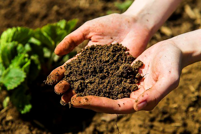 The yield is 70-80% dependent on the quality and condition of the soil
