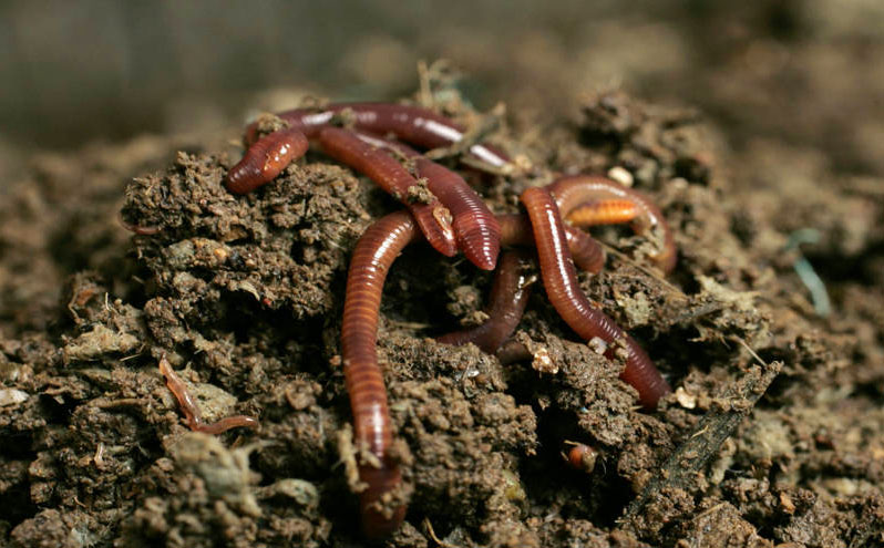 Earthworms are the main sign of improving the composition of the sand composition