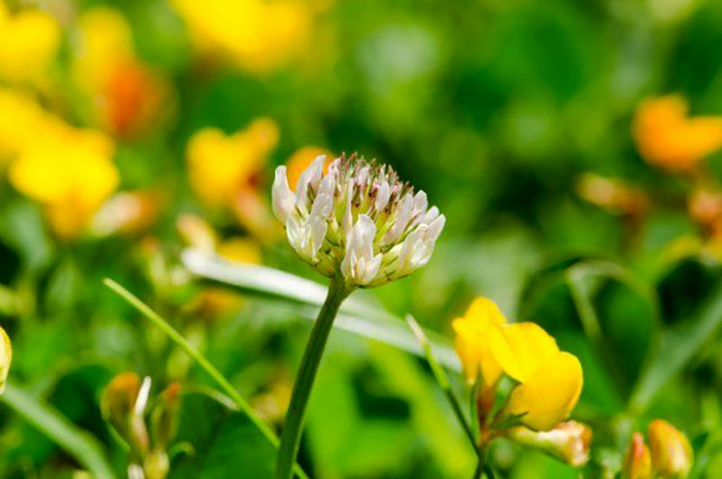 Clover can be used in the aisles of horticultural crops, where it grows without oversowing for 2-3 years