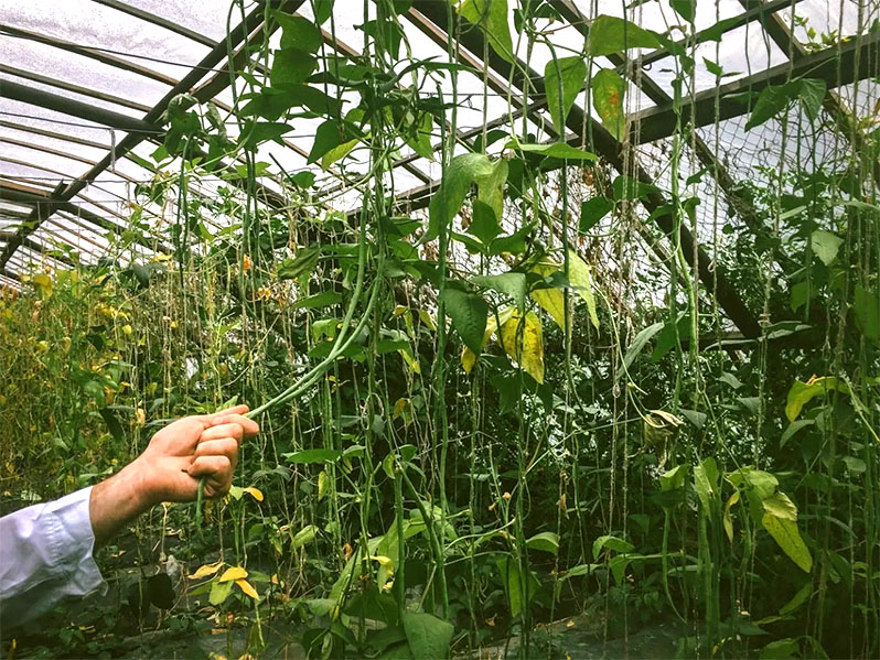 agriculture of beans in the greenhouse