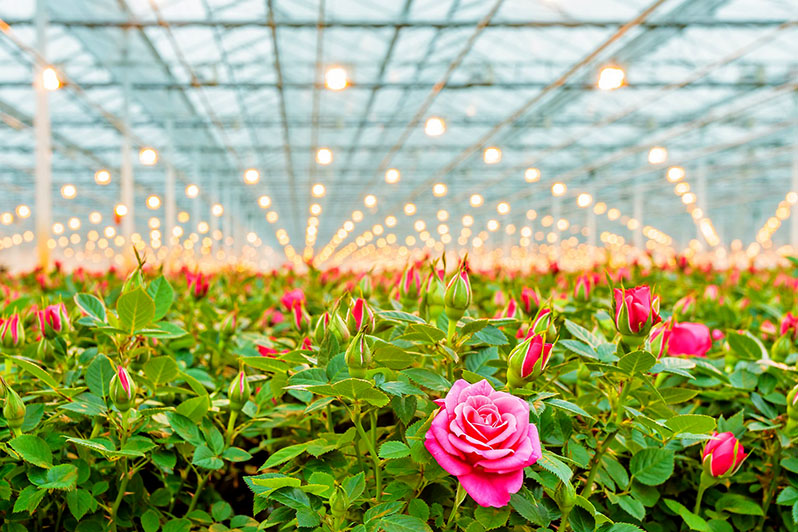 From each rose, it is possible to obtain from 8 to 12 high-quality beautiful flowers suitable for cutting.